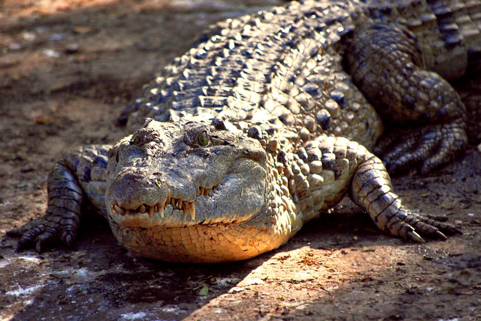 Agusan Marsh Wildlife Sanctuary