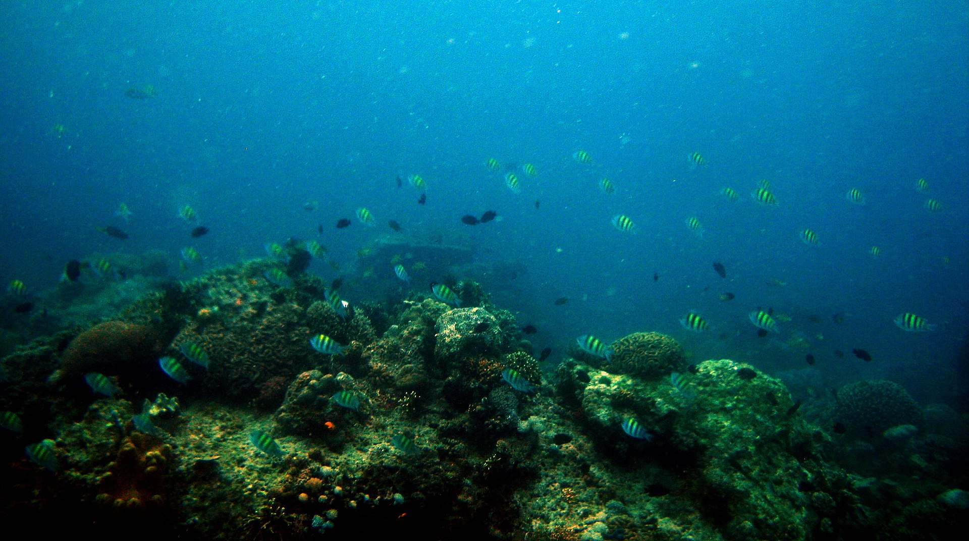 Anilao Marine Reserve