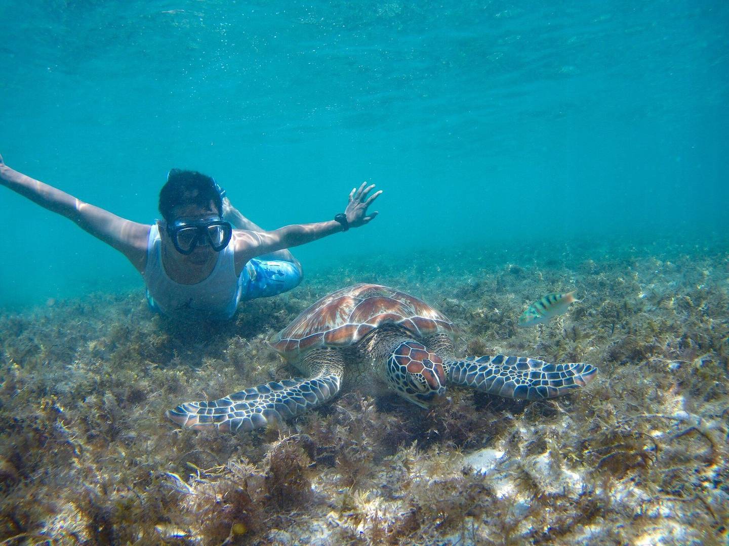 Apo Island Marine Sanctuary