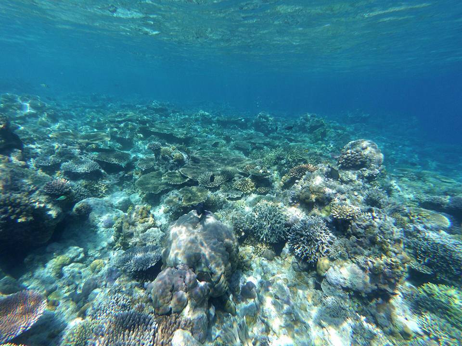 Apo Reef Sandbar