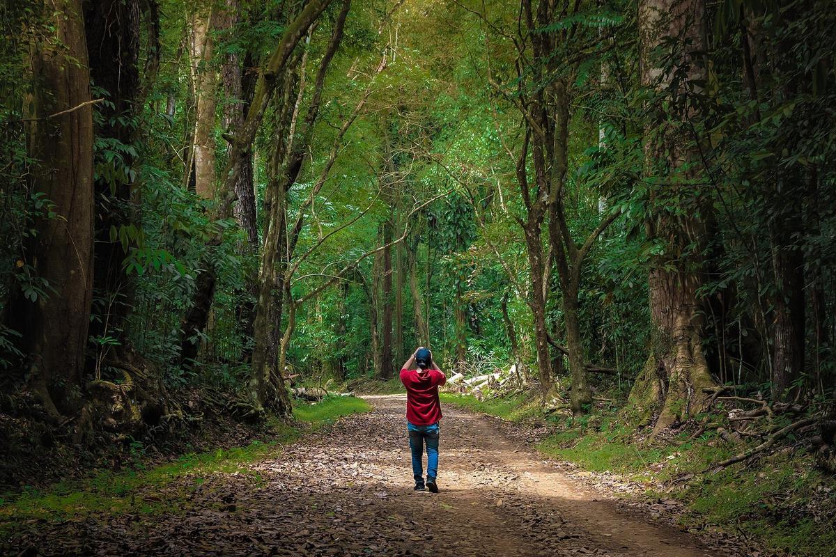 Basilan Rainforest Interior