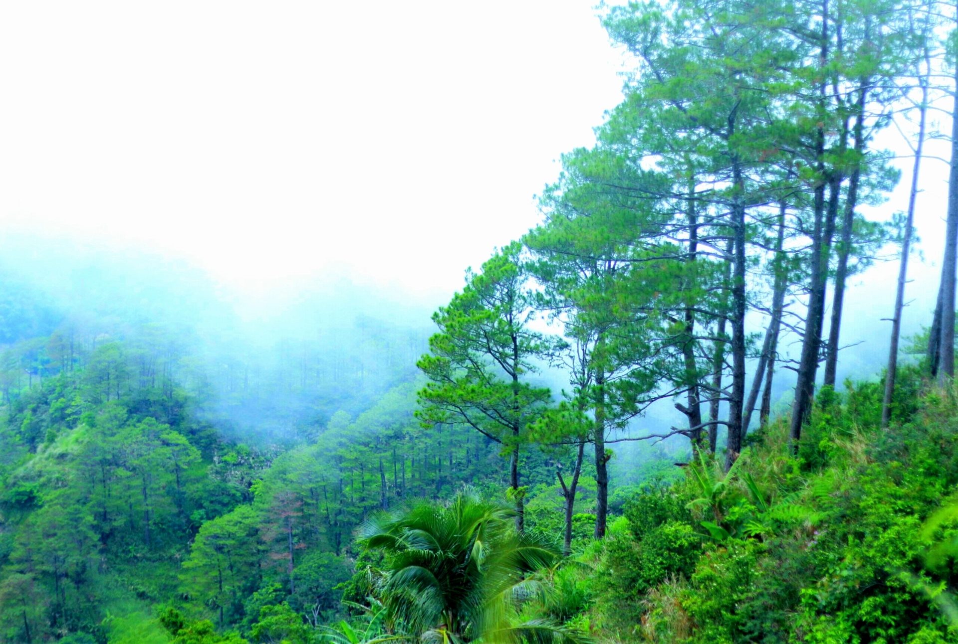 Bucari Pine Forest