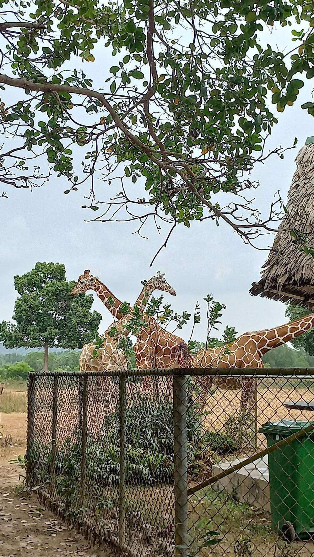 Calauit Safari Park
