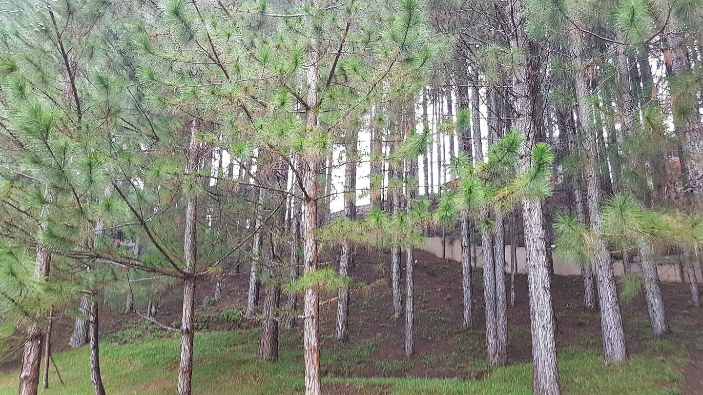 Dahilayan Forest Park