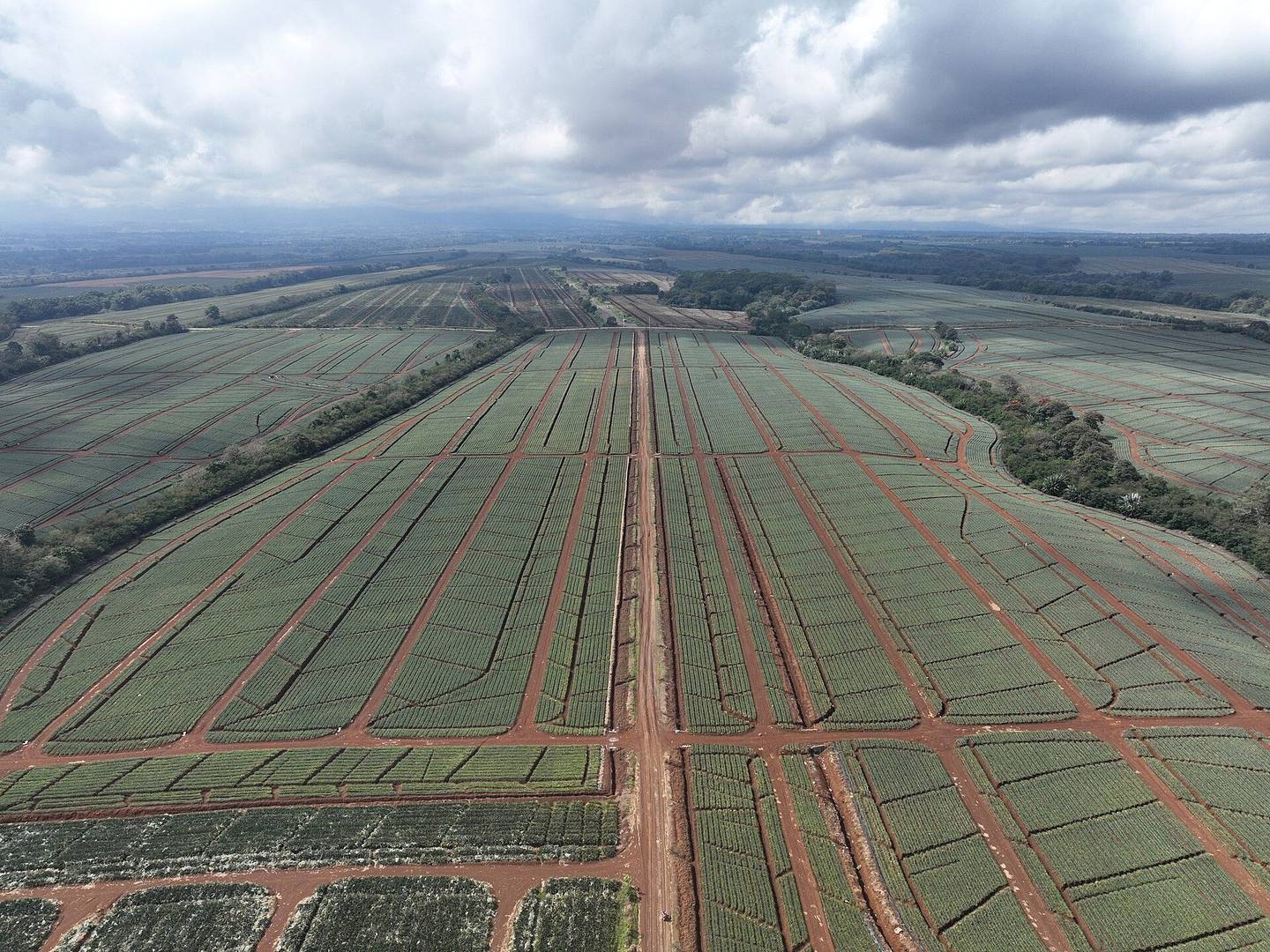 Del Monte Pineapple Plantation
