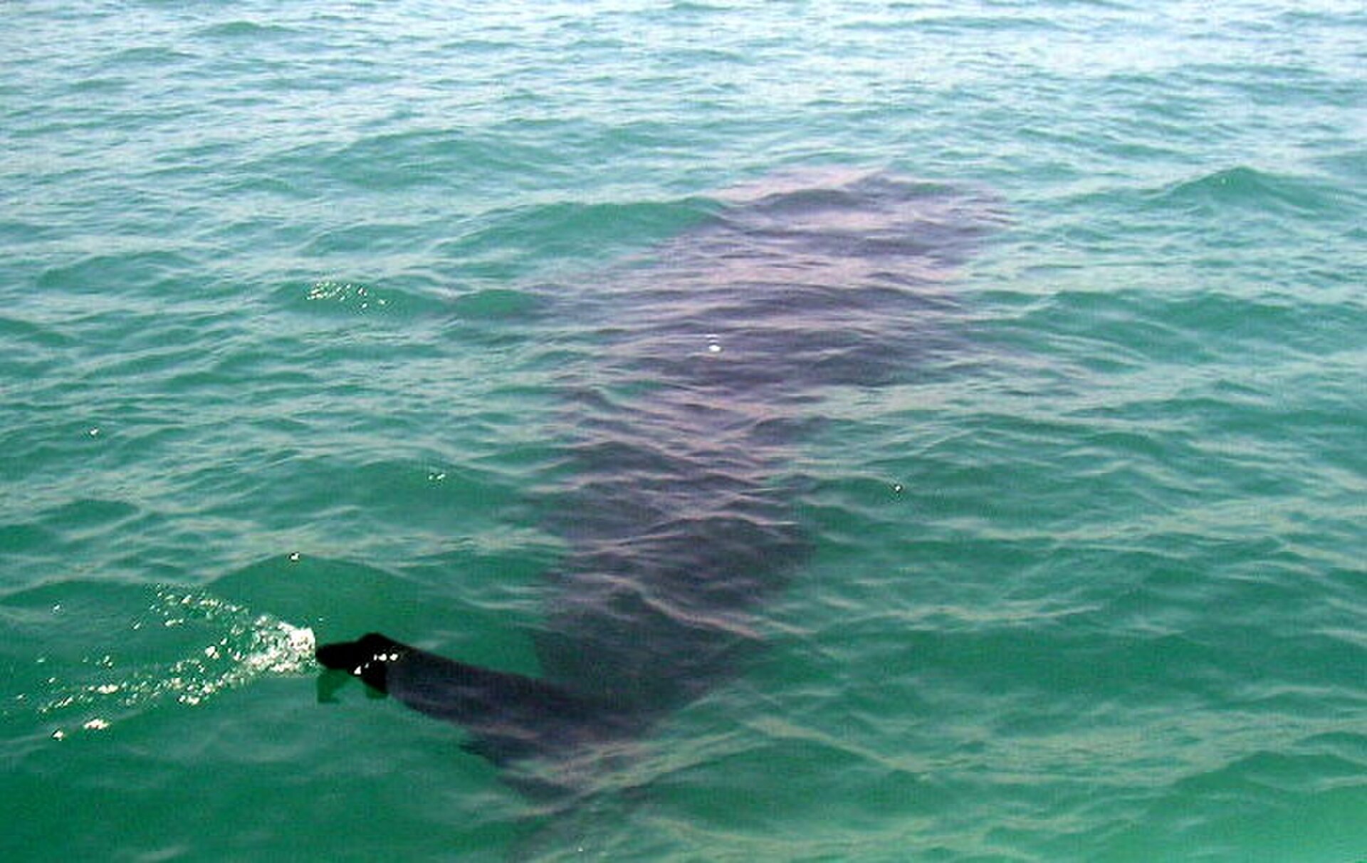 Donsol Whale Shark Interaction