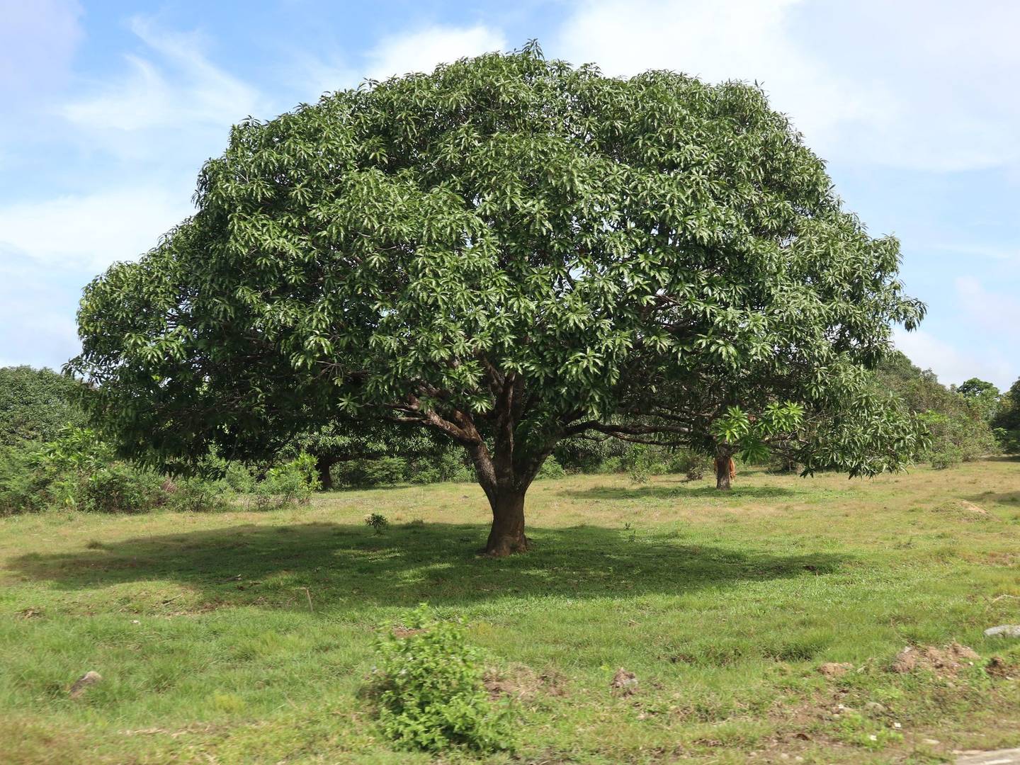 Guimaras Mango Farms