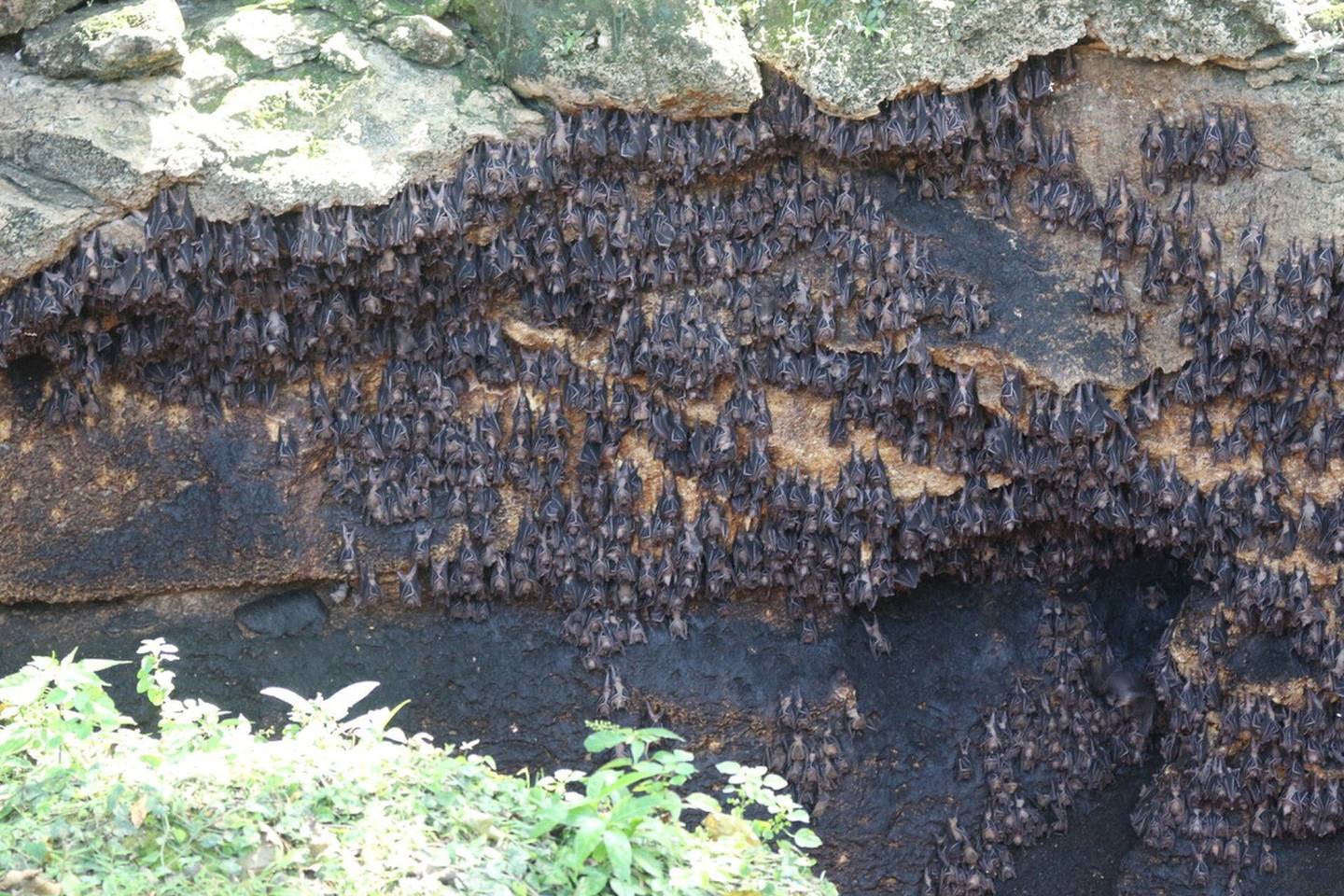 Monfort Bat Cave