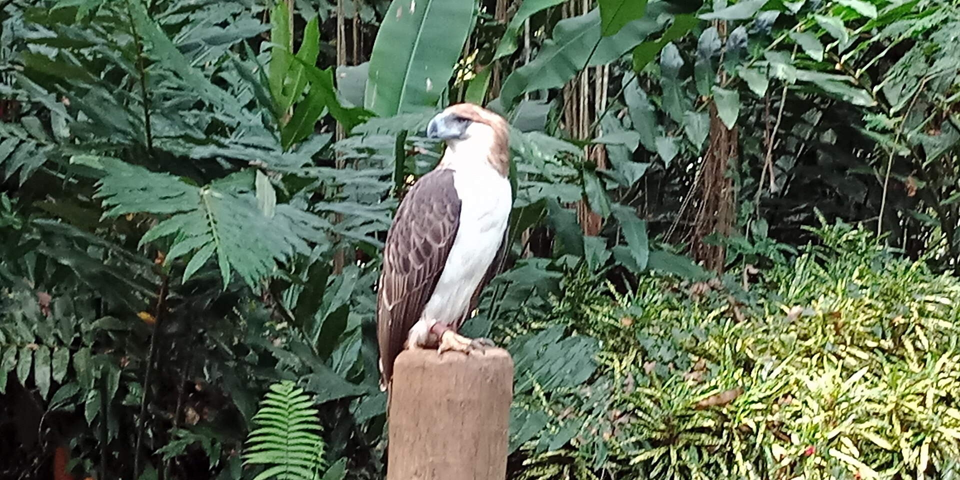 Philippine Eagle Center