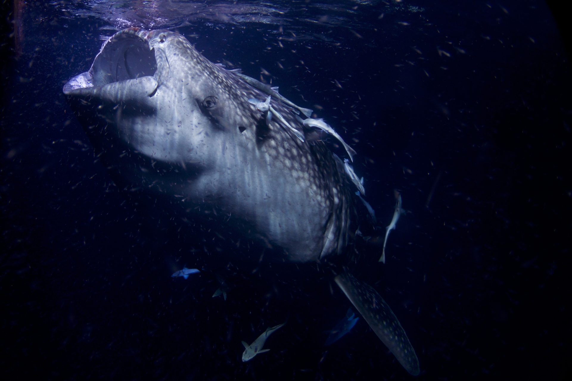Sogod Bay Whale Shark Encounter