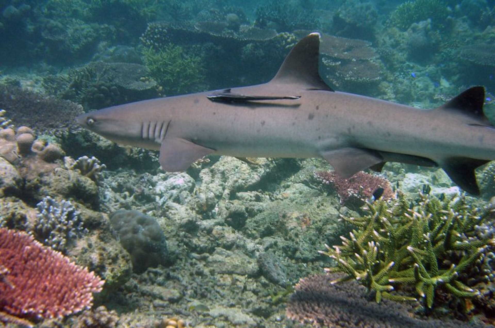 Tubbataha Reef Natural Park